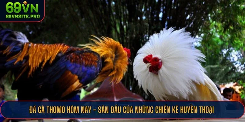 Đá Gà Thomo Hôm Nay - Sân Đấu Cực Hot Của Những Chiến Kê Huyền Thoại 7 Tham gia sân chơi đá gà Thomo hôm nay tại 69VN