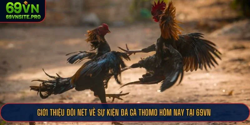 Đá Gà Thomo Hôm Nay - Sân Đấu Cực Hot Của Những Chiến Kê Huyền Thoại 1 Giới thiệu đôi nét về sự kiện đá gà Thomo hôm nay tại 69VN
