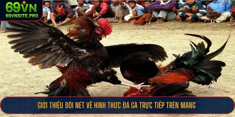 Giới thiệu đôi nét về hình thức đá gà trực tiếp trên mạng