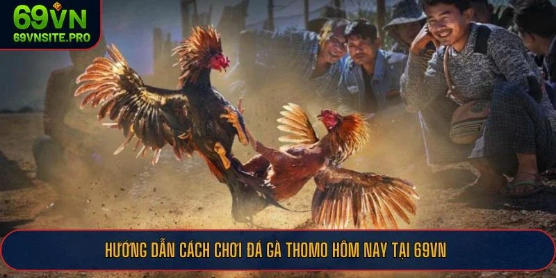 Đá Gà Thomo Hôm Nay - Sân Đấu Cực Hot Của Những Chiến Kê Huyền Thoại 2 Hướng dẫn cách chơi đá gà Thomo hôm nay tại 69VN