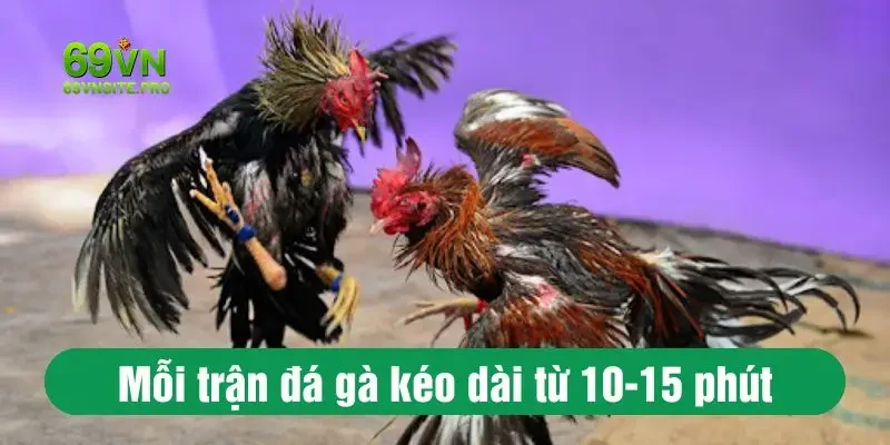 Tổng Hợp Đá Gà Campuchia Mới Nhất Chỉ Có Tại 69VN 2 Mỗi trận đá gà kéo dài từ 10-15 phút