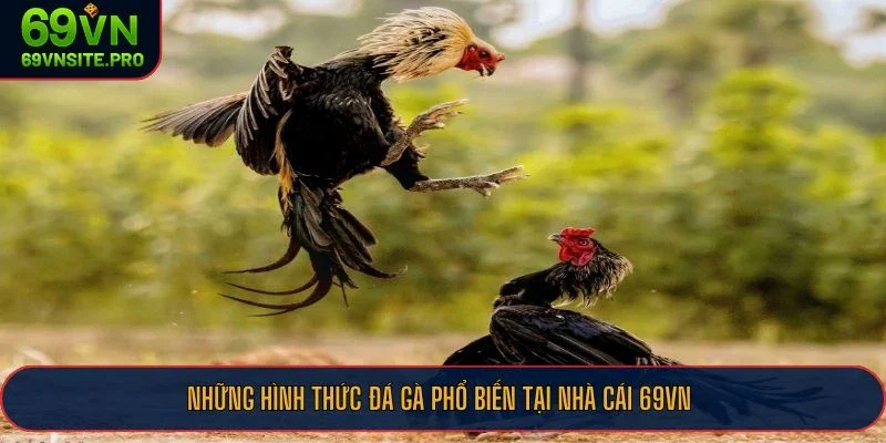 Những hình thức đá gà phổ biến tại nhà cái 69VN