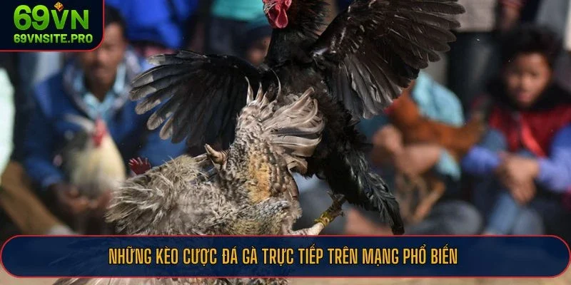 Những kèo cược đá gà trực tiếp trên mạng phổ biến