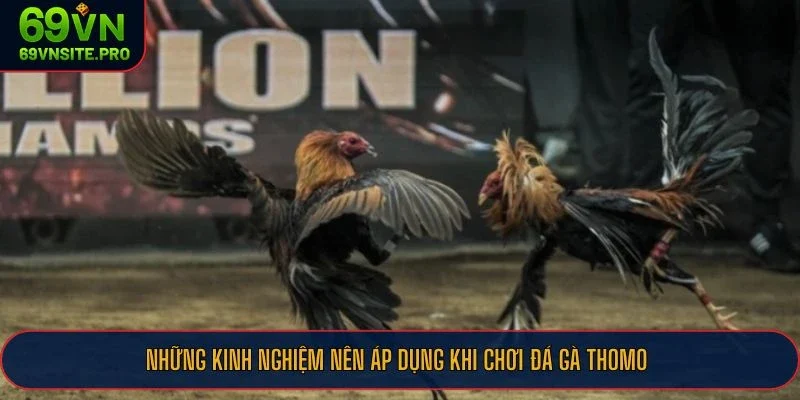 Đá Gà Thomo Hôm Nay - Sân Đấu Cực Hot Của Những Chiến Kê Huyền Thoại 3 Những kinh nghiệm nên áp dụng khi chơi đá gà Thomo