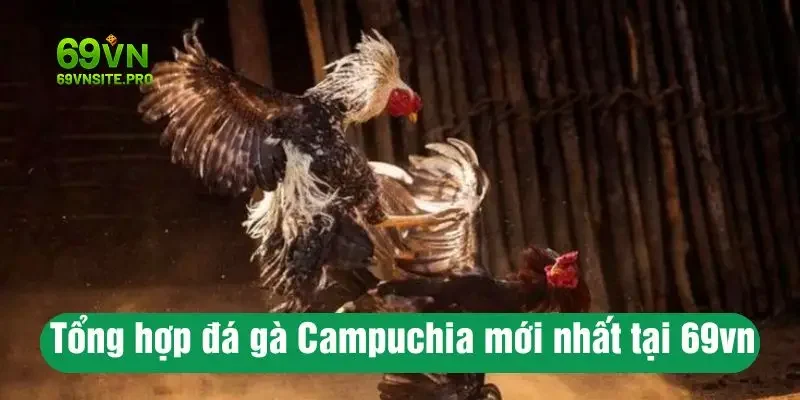 Tổng Hợp Đá Gà Campuchia Mới Nhất Chỉ Có Tại 69VN 1 Tổng hợp đá gà Campuchia mới nhất tại 69vn