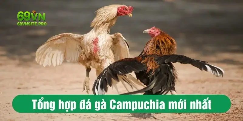 Tổng hợp đá gà Campuchia mới nhất được cập nhật tại 69VN
